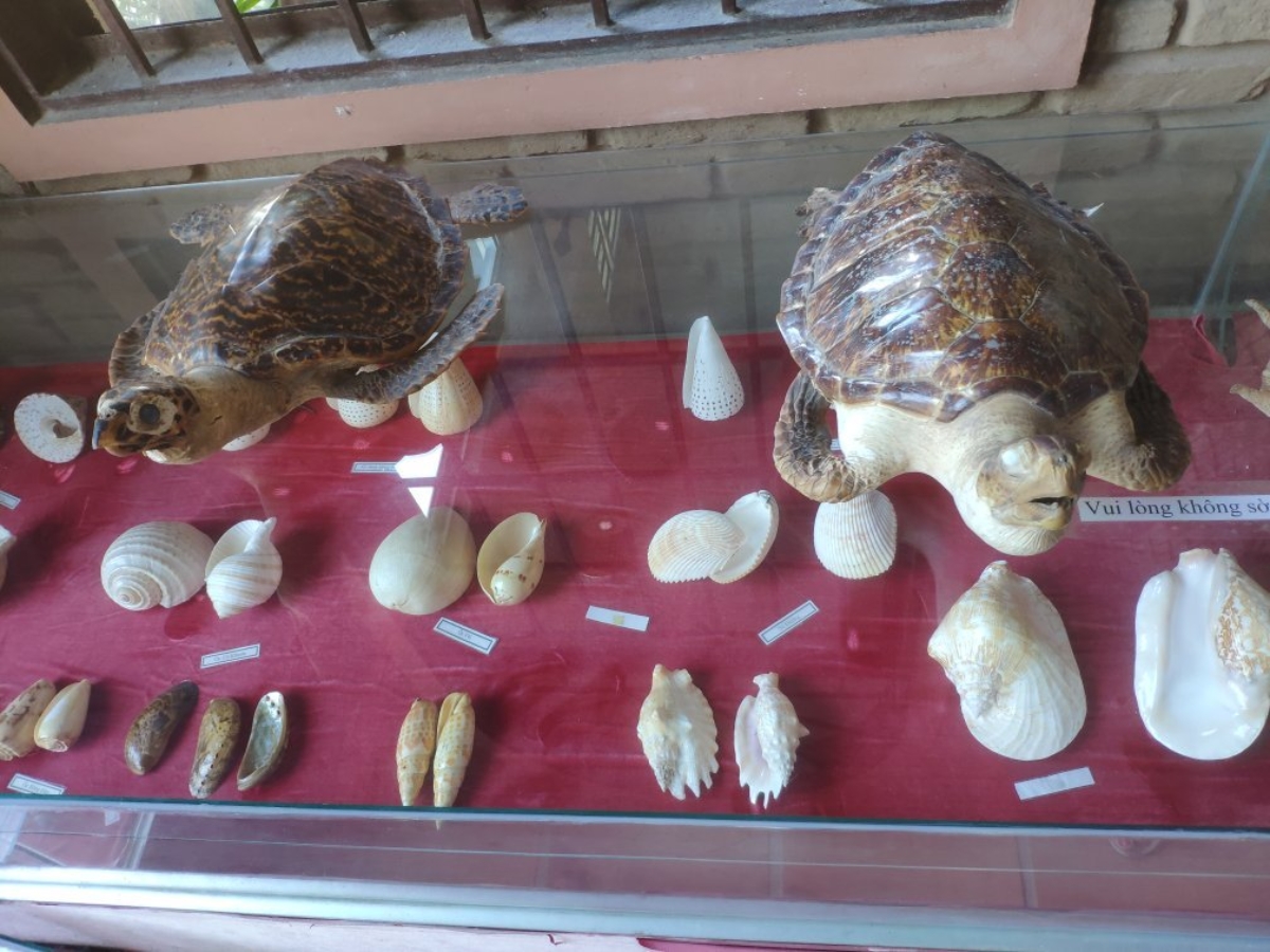 Bộ sưu tập rừng biển mang đậm màu sắc của đảo Ngọc.