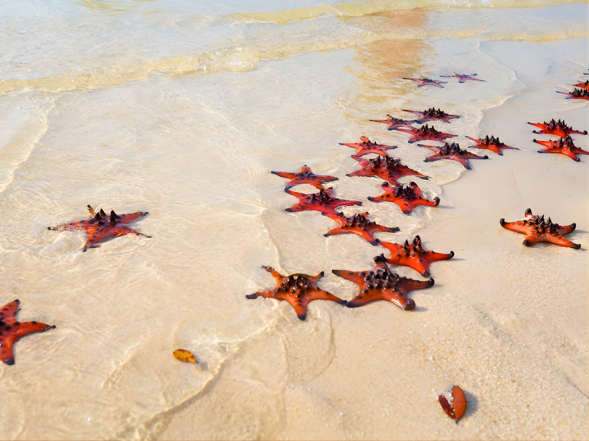 Sao biển xuất hiện dày đặc tại làng chài Rạch Vẹm vào mùa khô.