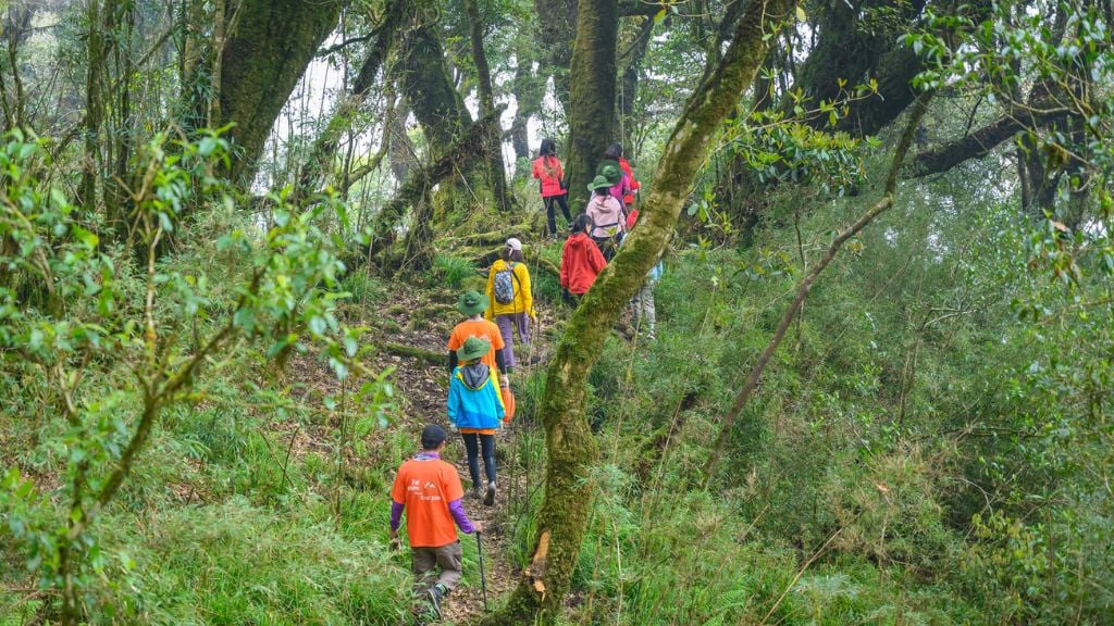 Trekking xuyên rừng là trải nghiệm được nhiều du khách yêu thích khi ghé thăm Rừng quốc gia Phú Quốc.