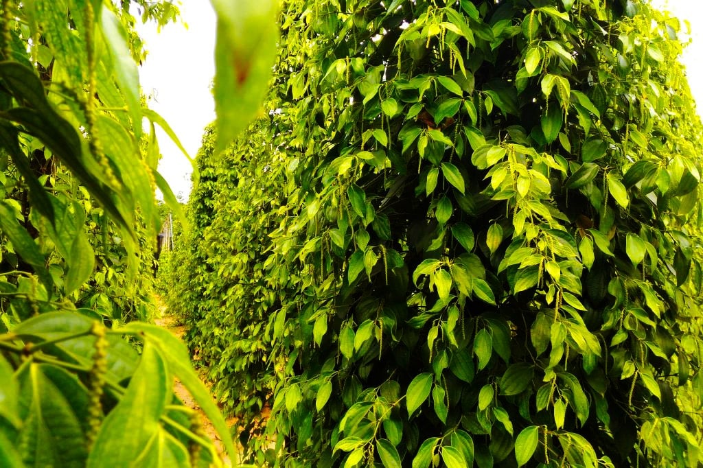 Bước vào vườn tiêu Ngọc Hà du khách ấn tượng bởi mùi tiêu thơm nồng lan tỏa trong không gian.