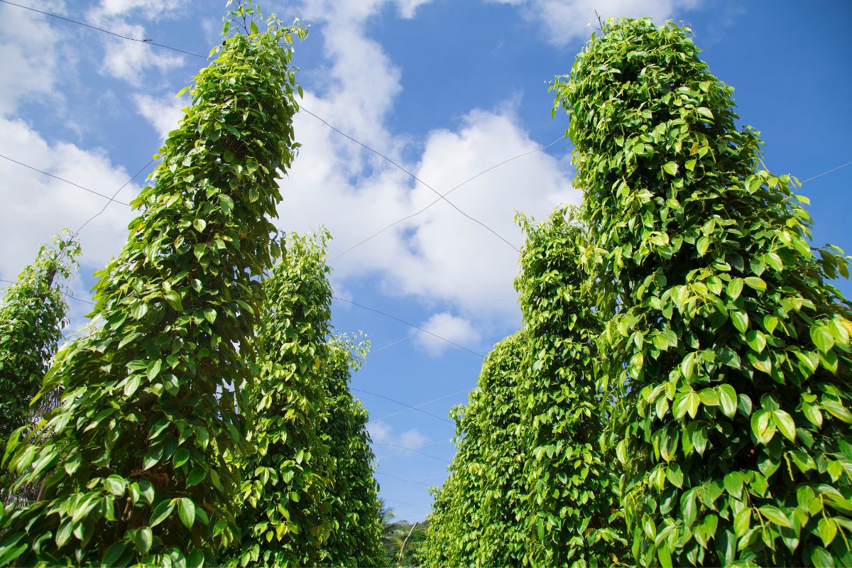 Vườn tiêu Phú Quốc là địa điểm thú vị giúp du khách tìm hiểu nghề truyền thống tại đảo Ngọc.