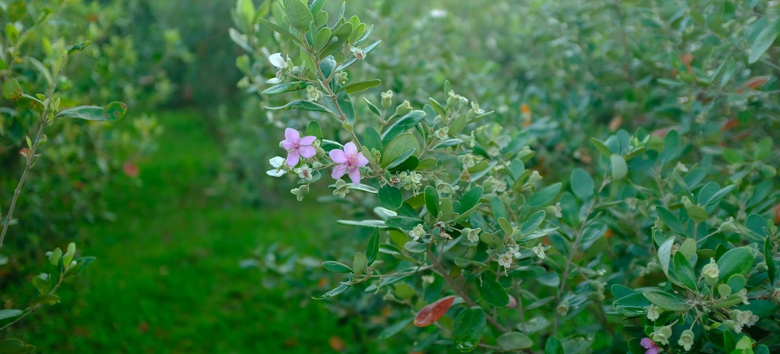 Vườn sim Bảy Gáo thu hút du khách bởi không gian thiên nhiên thoáng đãng.