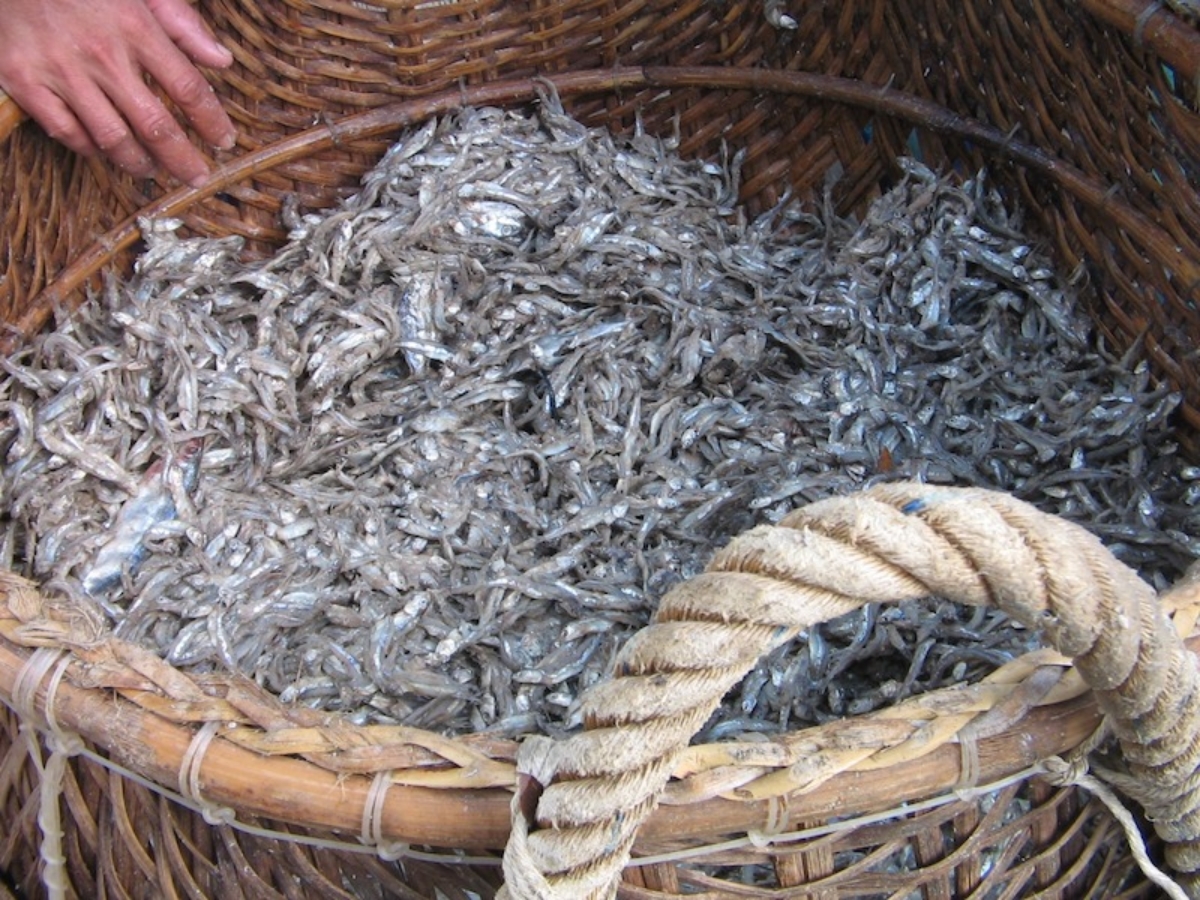 Nước mắm Phú Quốc được tạo ra bởi nguyên liệu chính là cá cơm.