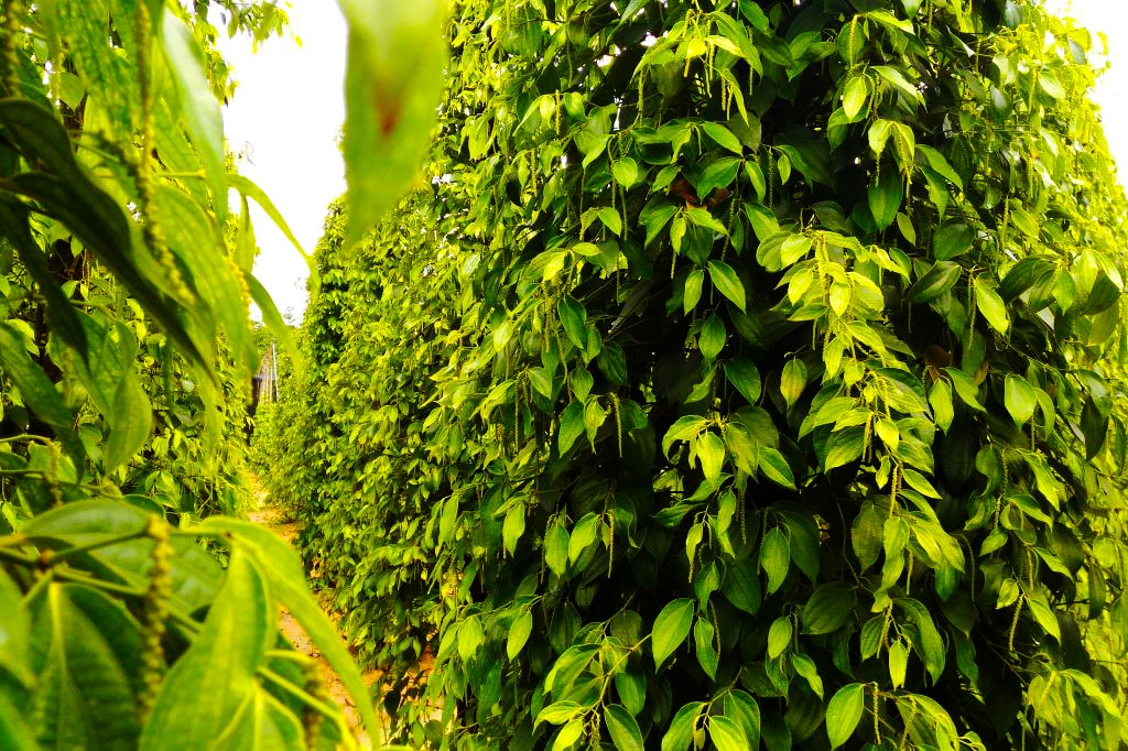 Những hàng cây xanh mát, tỏa hương thơm cay nồng của vườn tiêu Phú Quốc
