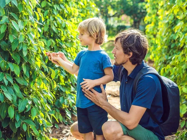 Du khách thích thú khám phá vườn tiêu xanh mướt