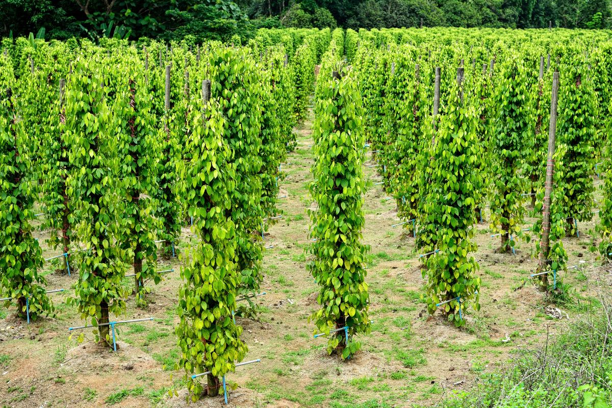 Những cột tiêu xanh ngát và thơm nồng tại vườn tiêu Phú Quốc