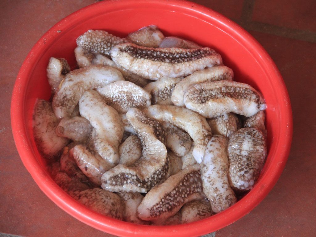 Hải sâm là loại hải sản quý và nổi tiếng tại đảo Ngọc.