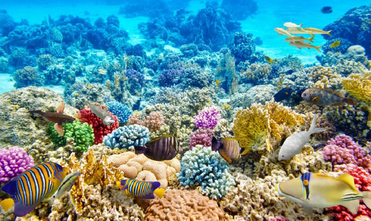 Colorful coral reefs of Phu Quoc island, a stunning underwater scenery
