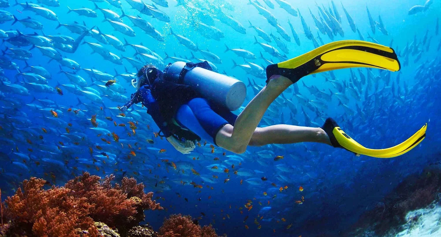 Explore colorful coral reefs through scuba diving