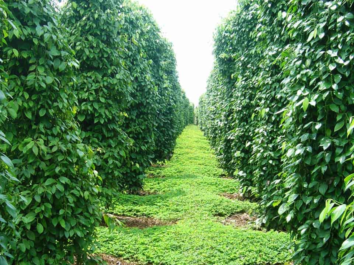 Trải nghiệm tham quan và tìm hiểu về nghề trồng tiêu