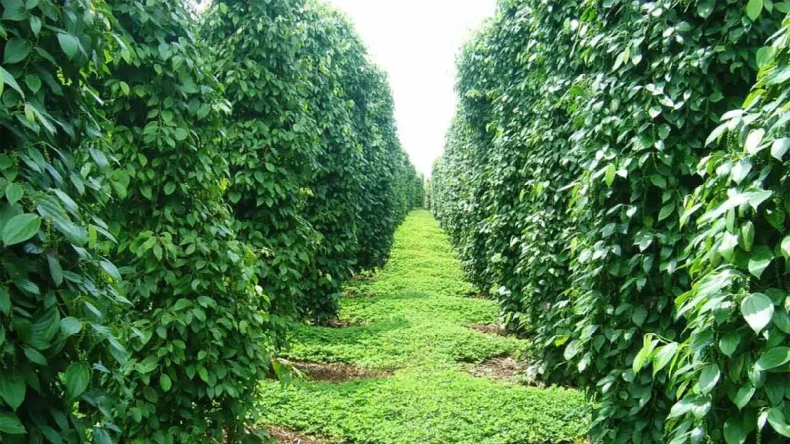 Du khách có thể tìm hiểu quy trình trồng tiêu và mua quà đặc sản tại vườn tiêu