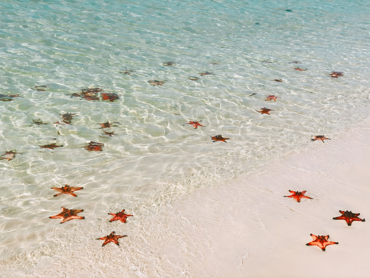 Phú Quốc nổi tiếng với những chú sao biển đỏ cam nổi bật cùng hình dáng đẹp mắt