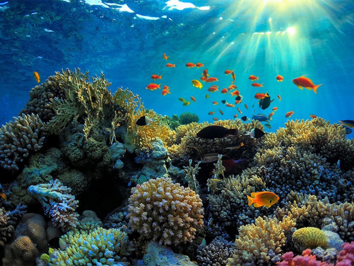 Hành trình khám phá san hô diễn ra an toàn và dễ dàng