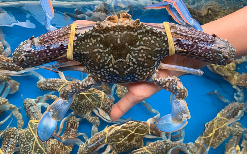 Ghẹ xanh nổi bật với những chiếc chân xanh và thịt tươi chắc