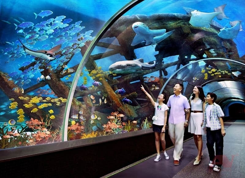 Vinpearl Aquarium mang đến hành trình khám phá thế giới đại dương ngay tại Phú Quốc (Ảnh: Sưu tầm)