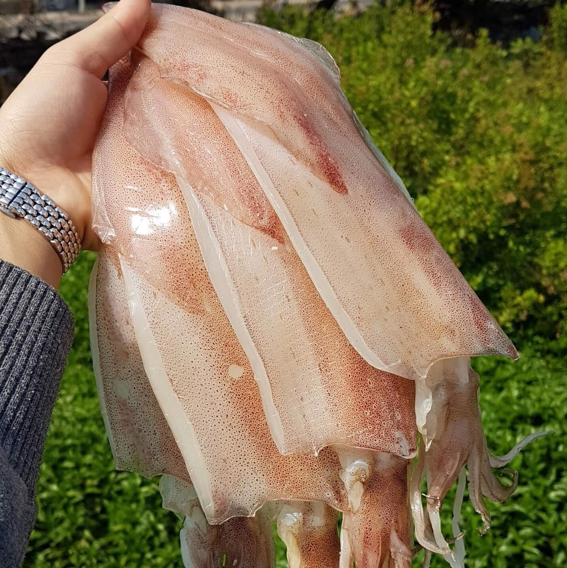 Mực một nắng có màu trắng hồng, không bị ngả vàng hay xỉn màu