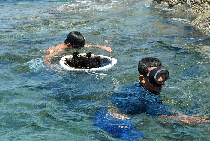 Đảo Hải Tặc sở hữu hệ sinh thái biển đa dạng và nhiều trải nghiệm gần gũi thiên nhiên