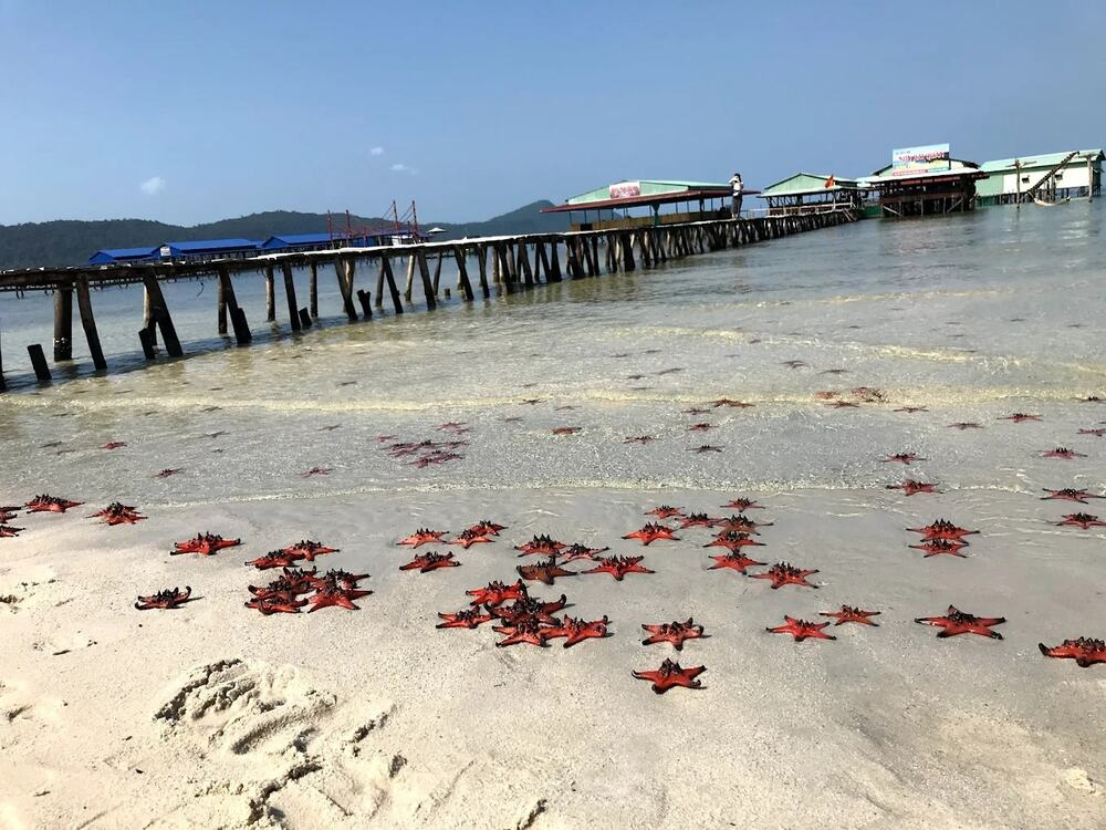 Rạch Vẹm chính là “thủ phủ sao biển”
