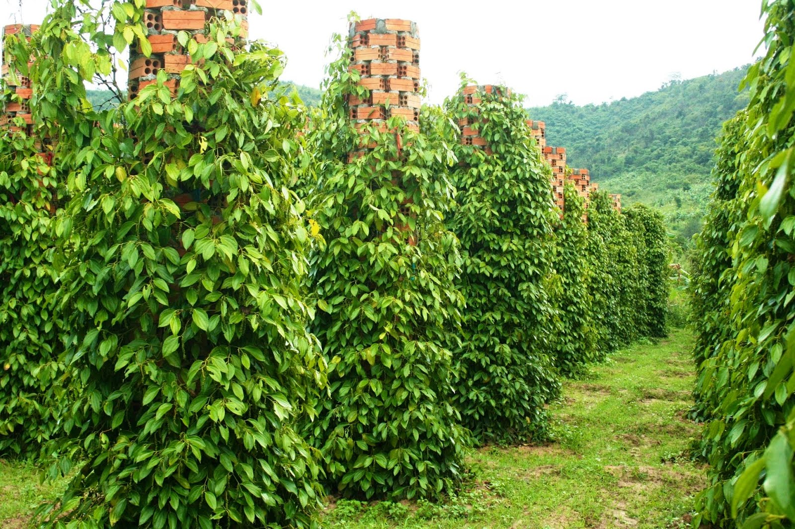 Tiêu Phú Quốc nổi tiếng khắp cả nước