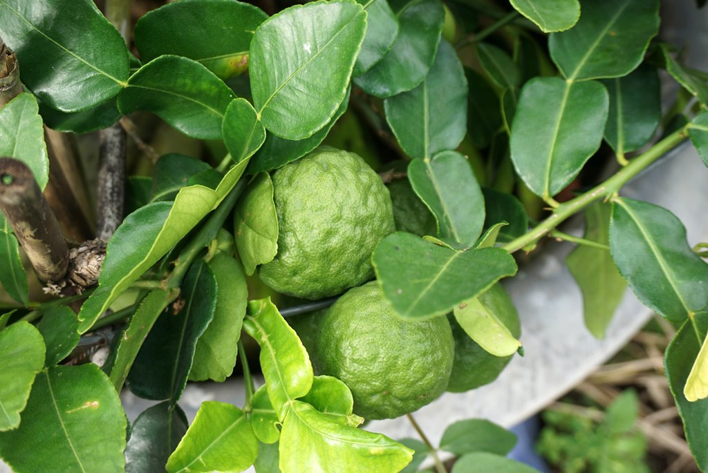 Nếu phải chọn một yếu tố làm nên linh hồn của gà đốt lá chúc Ô Thum, đó chắc chắn là lá chúc