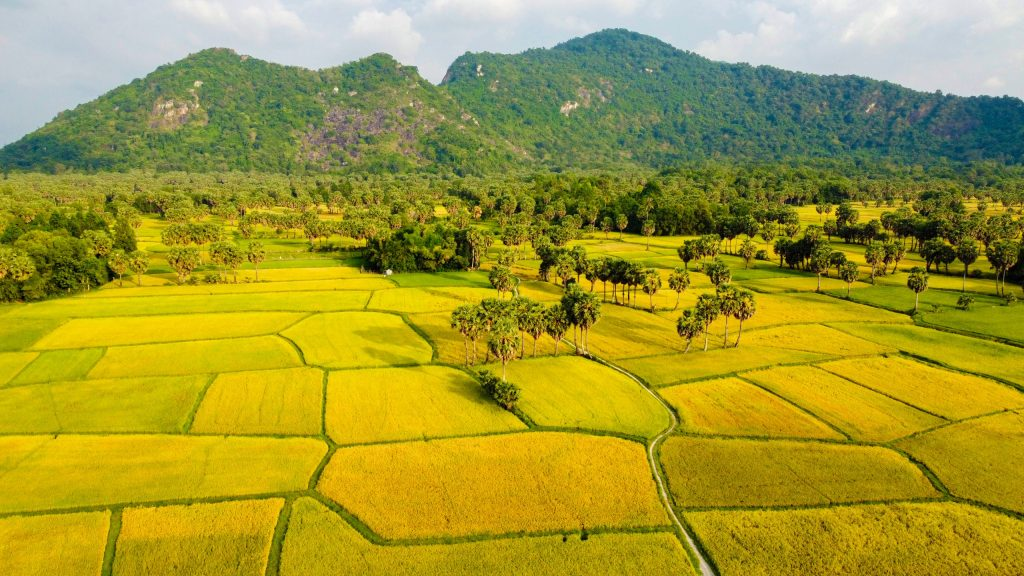 Một “thời điểm vàng” khác khi tìm hiểu du lịch An Giang mùa nào đẹp chính là mùa lúa chín ở khu vực đồi Tà Pạ và núi Tô