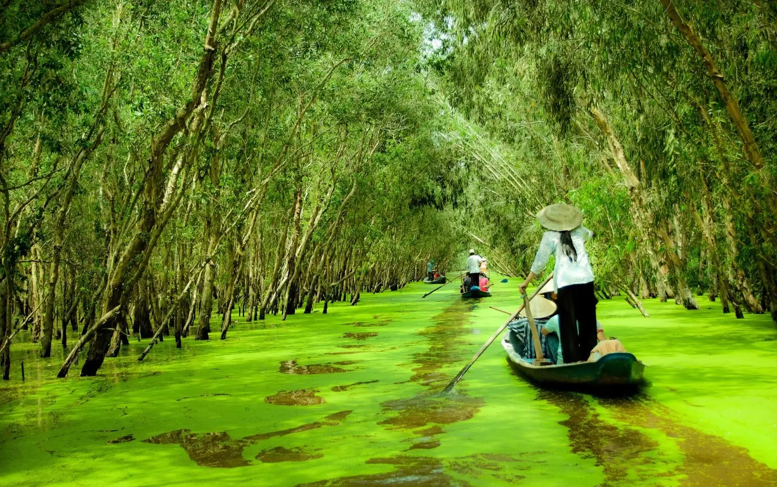 Rừng tràm Trà Sư là khu rừng ngập nước tiêu biểu của miền Tây Nam Bộ, nổi bật với hệ sinh thái phong phú và cảnh quan xanh mướt quanh năm
