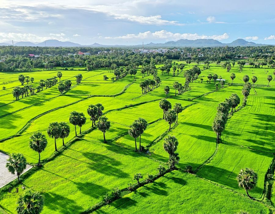 Cánh đồng thốt nốt là điểm check in nổi tiếng tại vùng đất Bảy Núi