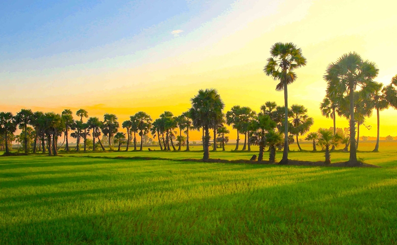 Không gian yên bình tại cánh đồng vào mùa thốt nốt