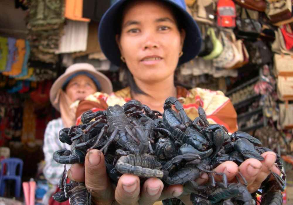 Bò cạp sinh sống tại các khe đá nên việc săn bắt cần sự khéo léo và cẩn trọng của người nông dân