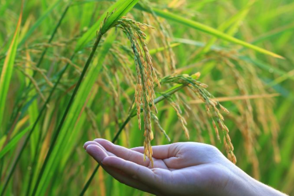 Gạo Nàng Nhen là nguyên liệu chính làm nên sợi bánh canh thơm ngon, mềm dẻo