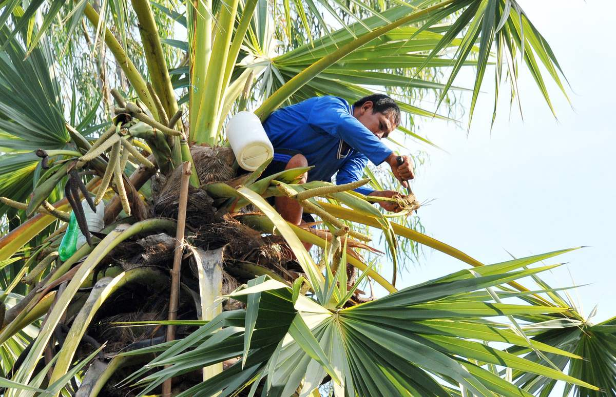 Mùa khô là thời điểm trái thốt nốt tươi có vị ngọt nhất
