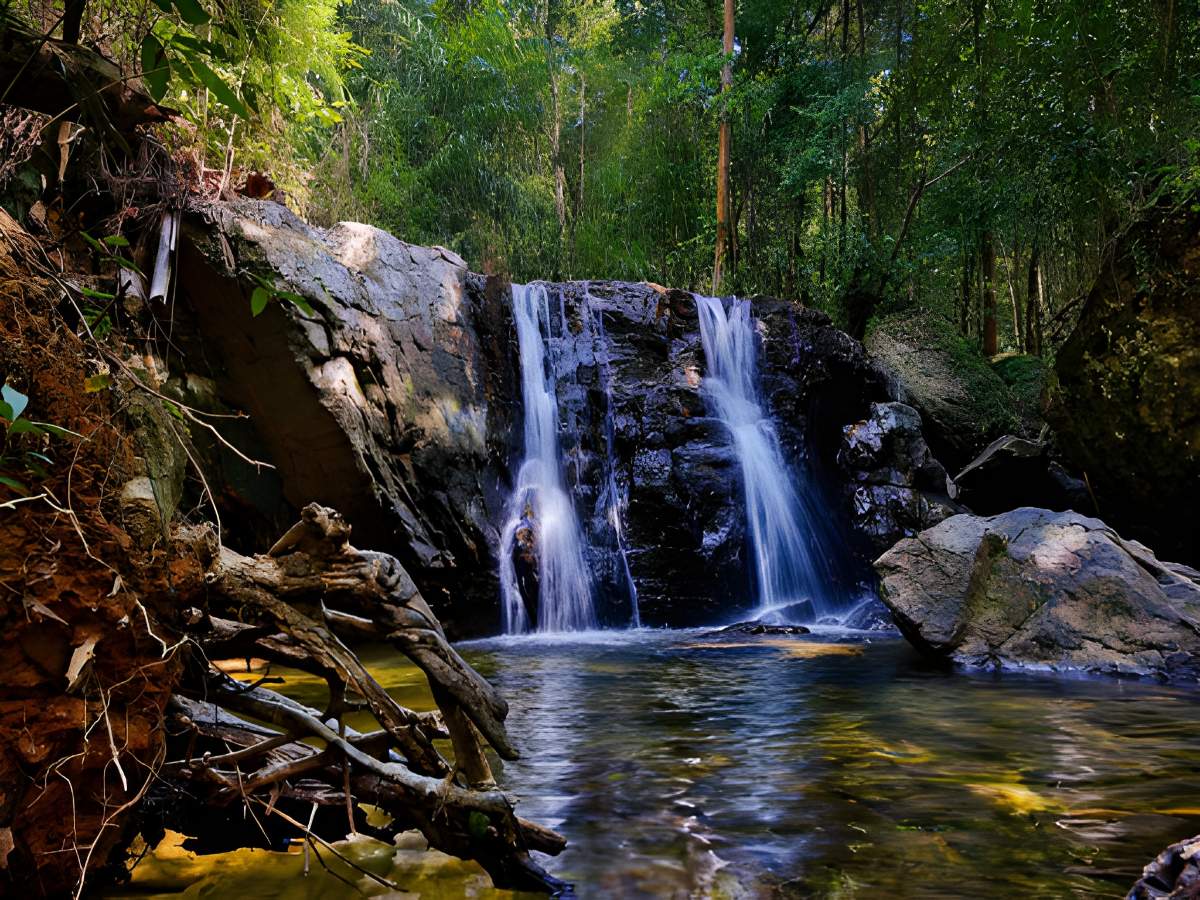 Rừng nguyên sinh Phú Quốc phù hợp trekking khám phá