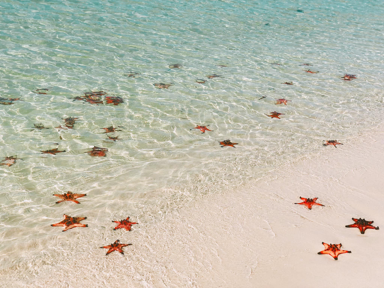 Rach Vem with stunning starfish views (Photo: Collected)