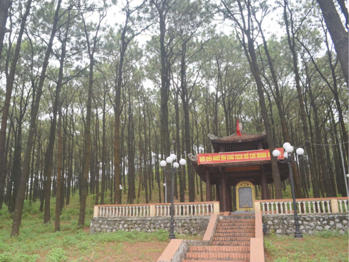 Rừng thông nơi Bác Hồ từng dừng chân năm 1963