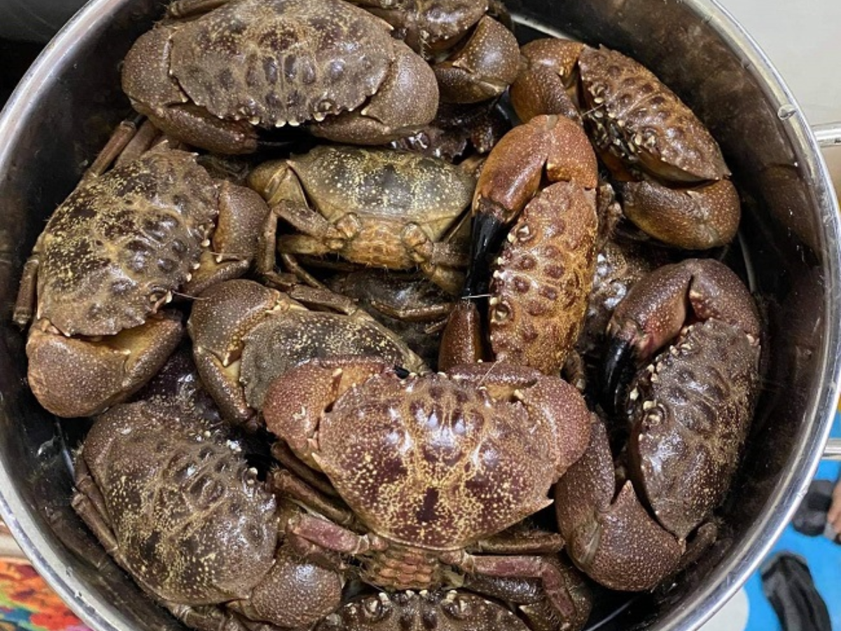 Cù kỳ hay cua đá là đặc sản quen thuộc của vùng biển phía Bắc.