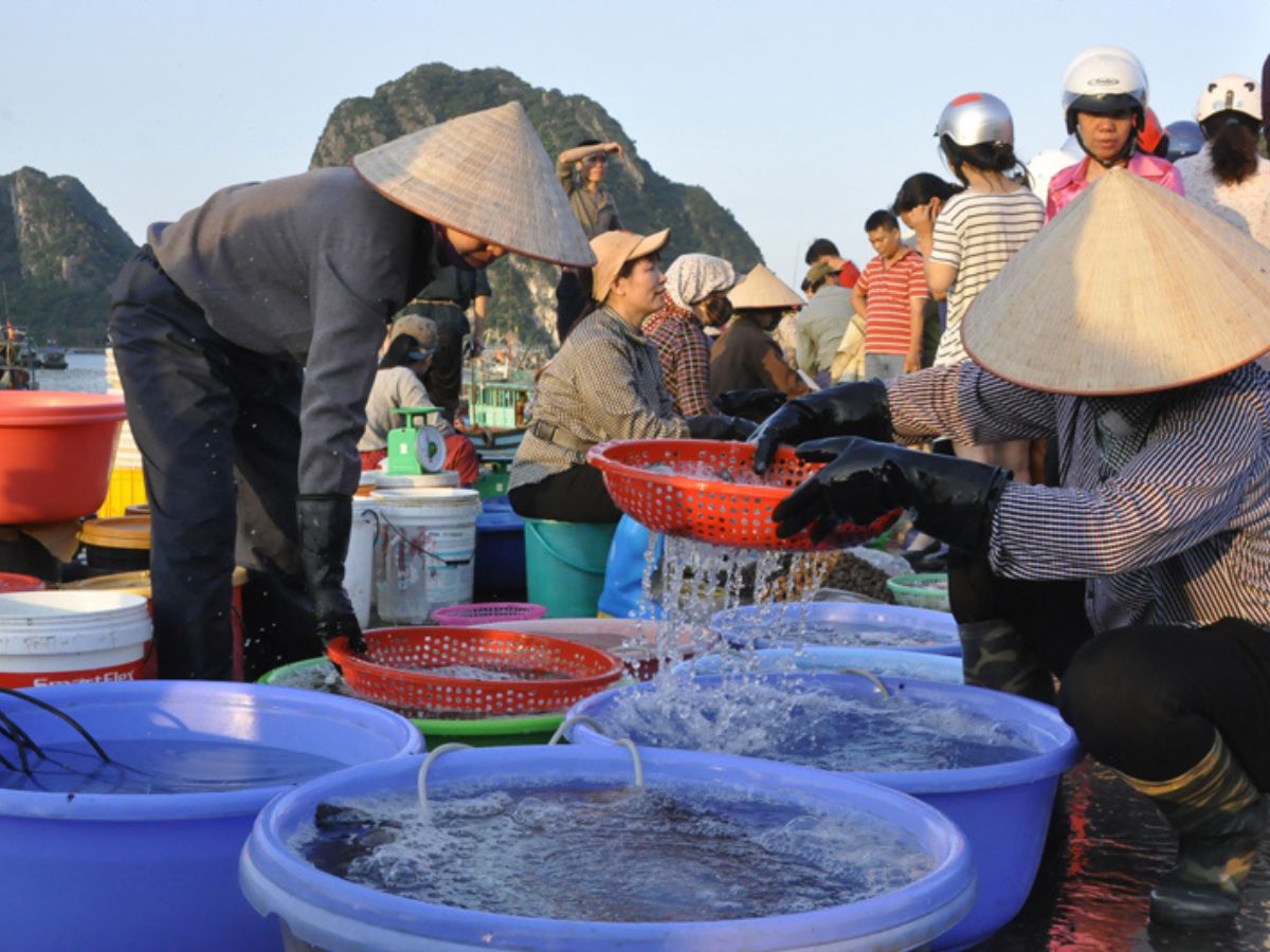Chợ hải sản Bến Đo mang đậm nét văn hóa và gắn liền với đời sống người dân Cẩm Phả.