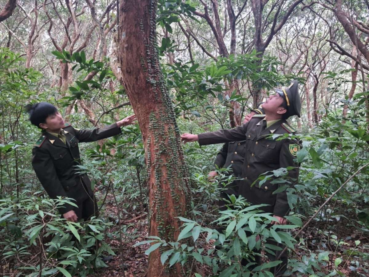 Rừng Trâm cổ thụ trên đảo Minh Châu Vân Đồn là kho báu về sinh thái với những cây xanh cao vút nhiều năm tuổi.