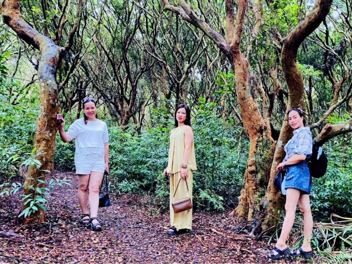 Trekking dưới tán rừng trâm Vân Đồn giống như bước vào một không gian cổ tích giữa biển đảo.
