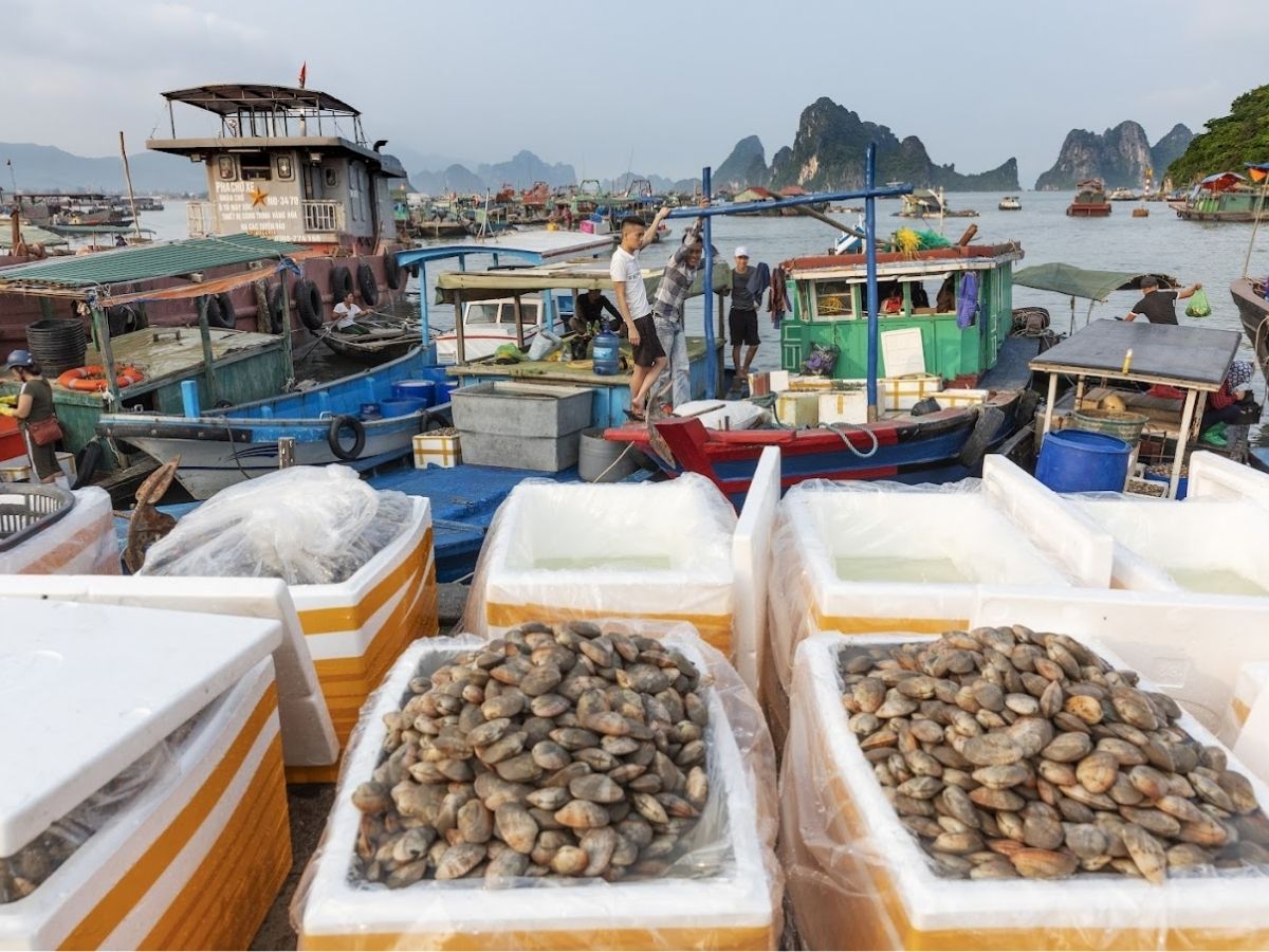 Chợ địa phương trên đảo Quan Lạn là nơi lý tưởng để mua hải sản tươi sống với giá hợp lý.