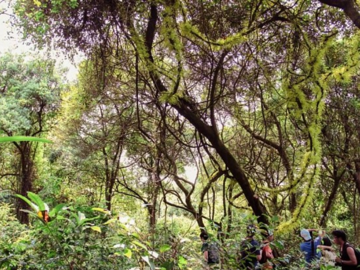 Rừng nguyên sinh trên đảo Cô Tô Con thích hợp cho trekking nhẹ và khám phá thiên nhiên.