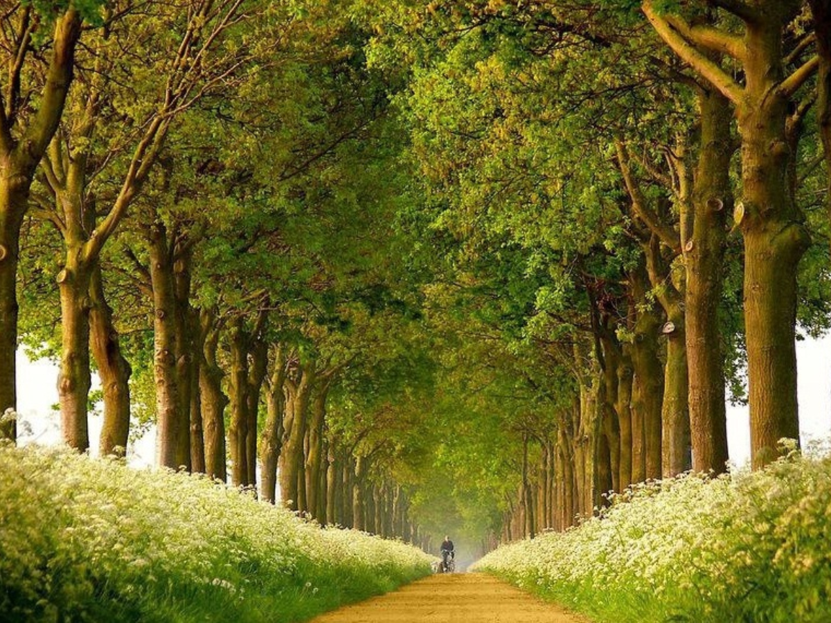 Con đường tình yêu Cô Tô nằm ngay trung tâm thị trấn, kéo dài khoảng 2 km dọc bờ biển.
