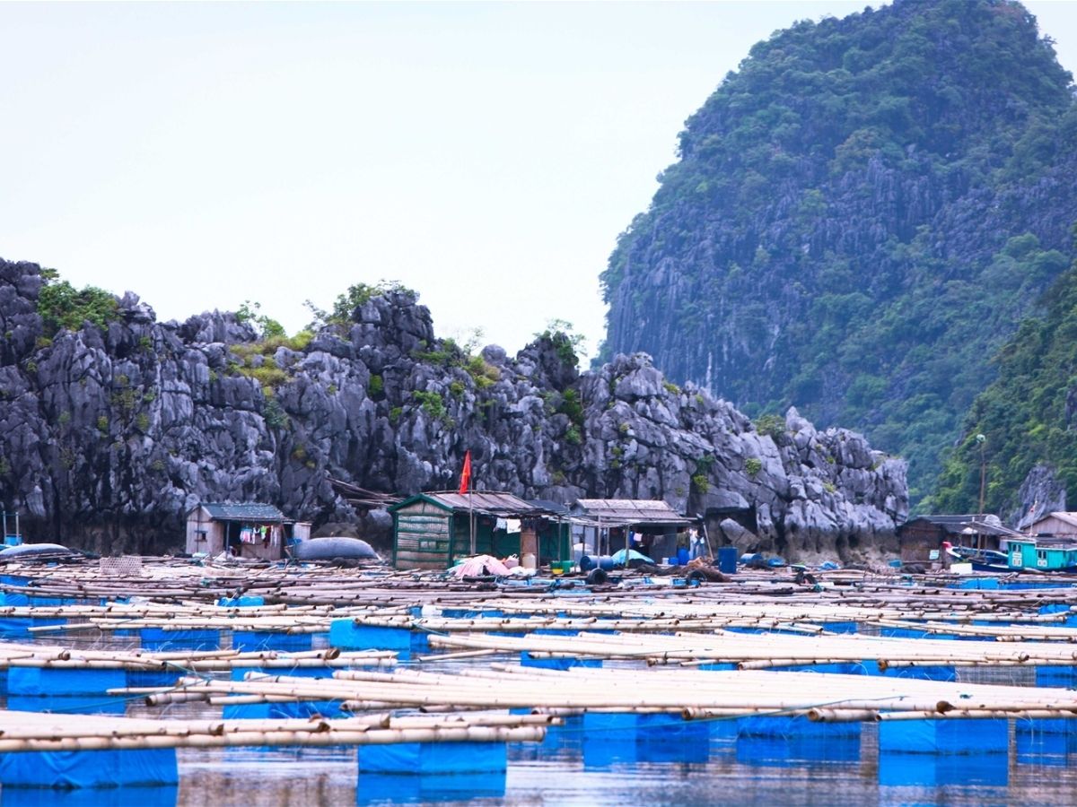 Đảo Trà Bản (tên hành chính là Bản Sen) là một đảo thuộc đặc khu Vân Đồn.