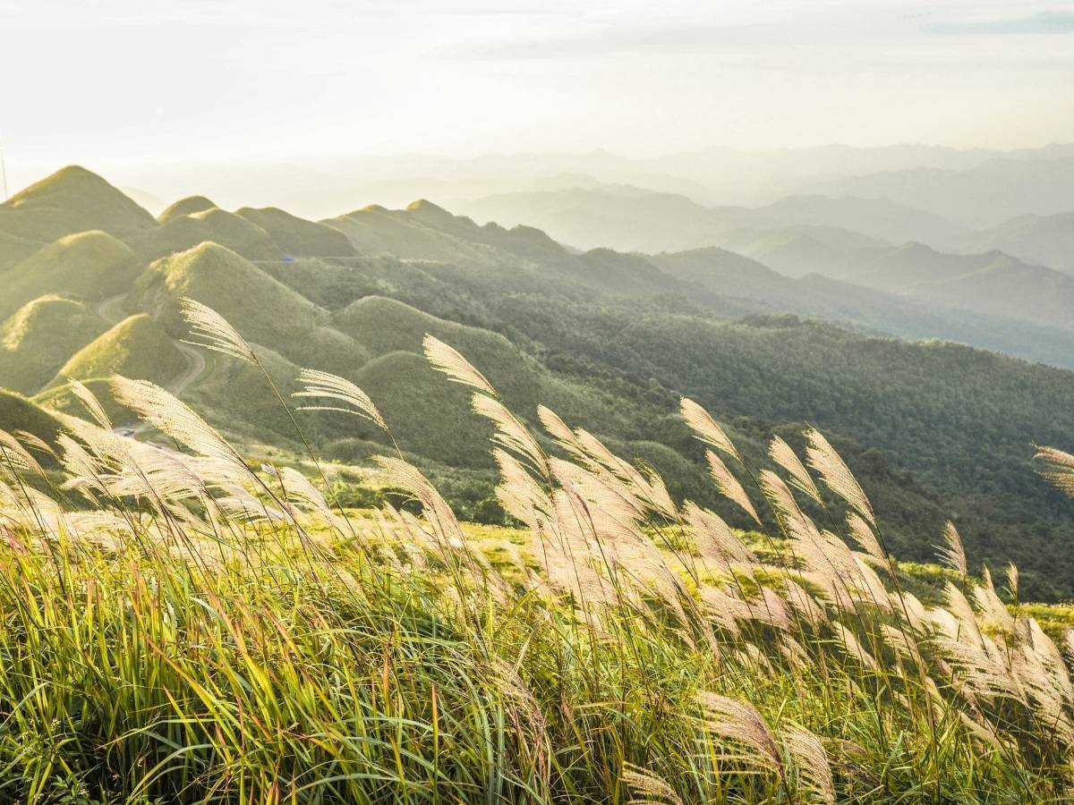 Đồi cỏ lau Bình Liêu được nhiều du khách ưu ái gọi là “vương quốc cỏ lau” bởi nơi đây cứ đến mùa thu đông lại khoác lên mình sắc trắng tinh khôi trải dài.
