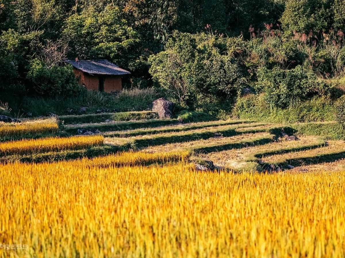 Mùa lúa vàng ở Bình Liêu xuất hiện vào hai giai đoạn khác nhau về thời tiết và cảnh sắc.