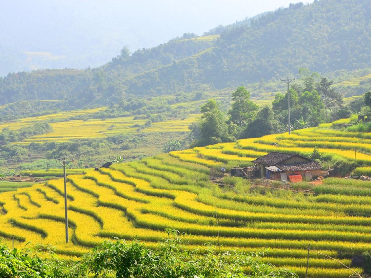 Khám phá ruộng bậc thang Bình Liêu vào cuối tháng 9 đến đầu tháng 10, khi lúa chín rộ