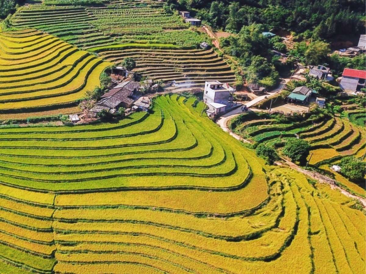 Bình Liêu mùa cỏ lau