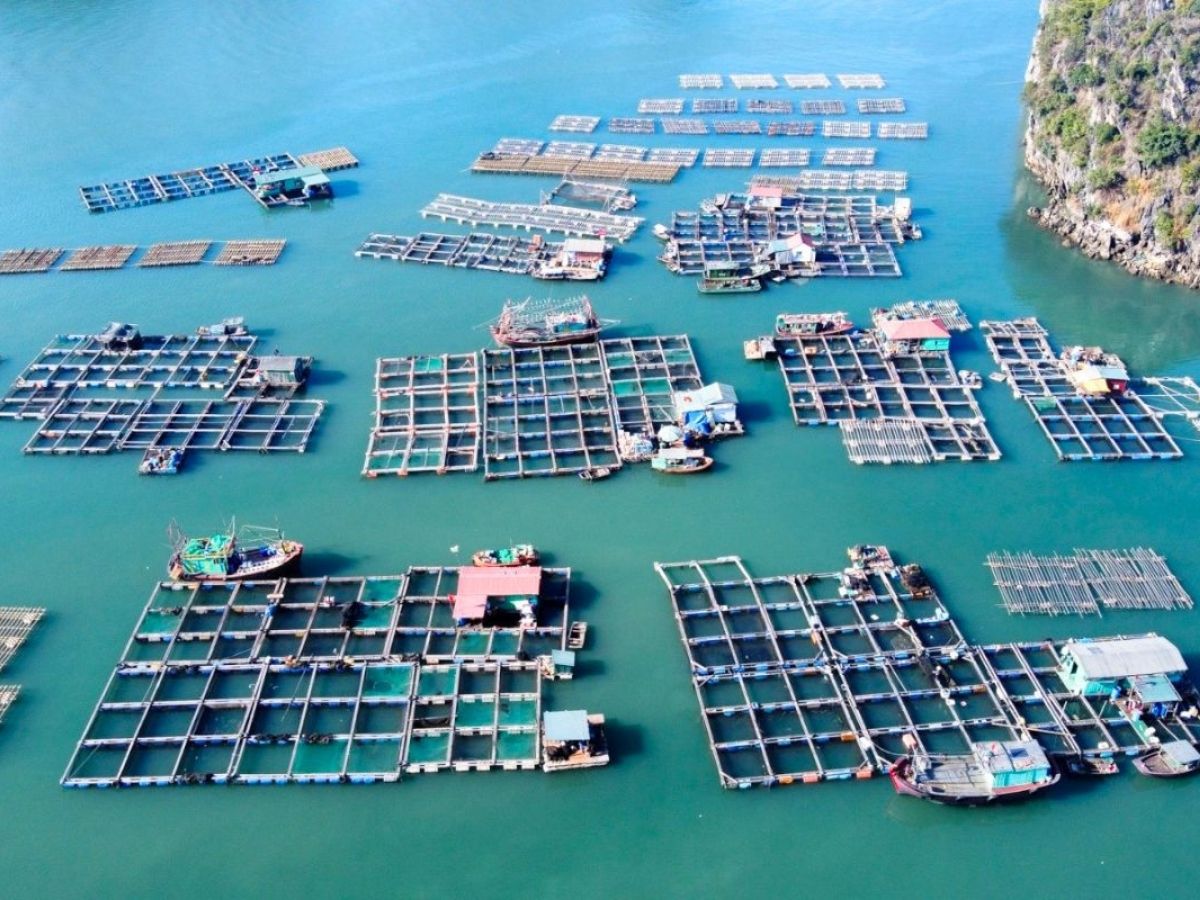 Đặc sản Hạ Long phong phú nhờ nguồn hải sản vùng biển Quảng Ninh