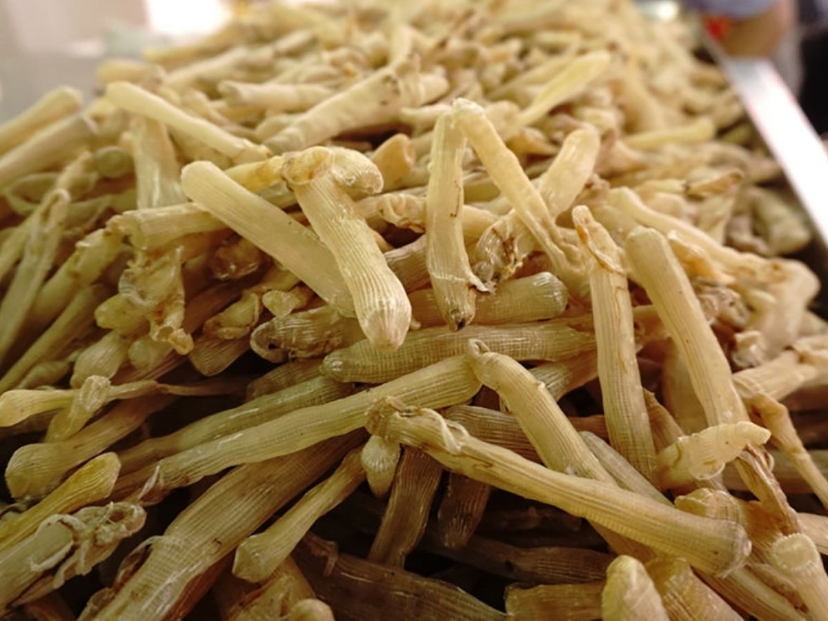 Sá sùng bảo quản đúng cách có thể giữ chất lượng trong 7 - 9 tháng mà không bị hỏng