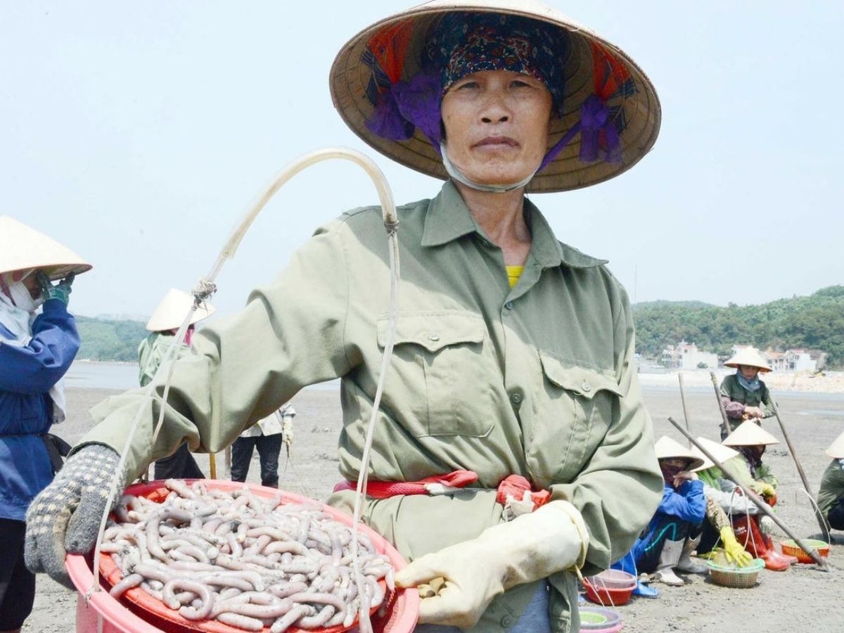 Giá sá sùng thường dao động mạnh theo mùa vụ và sản lượng khai thác.