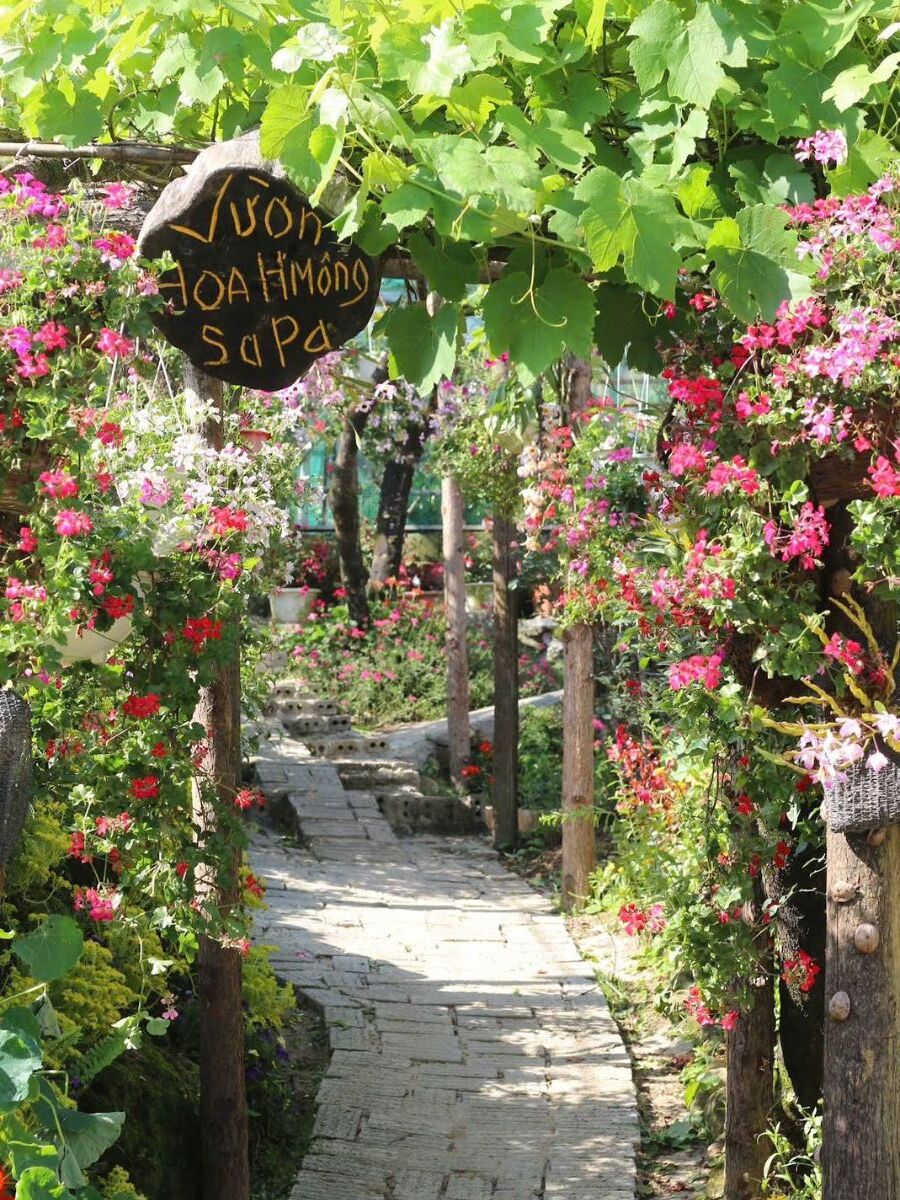 Vườn hoa H'Mông rực rỡ hương sắc giữa rừng núi